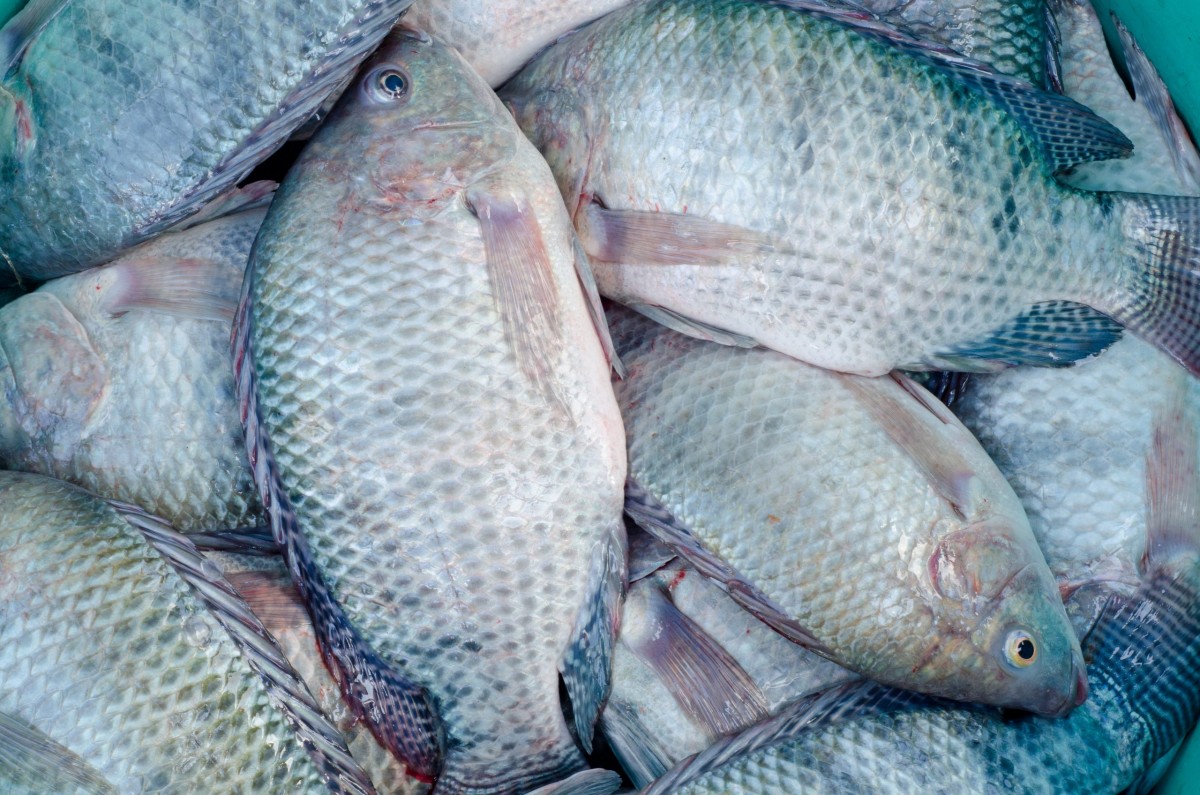 Tilapia Fish from Zimbabwe